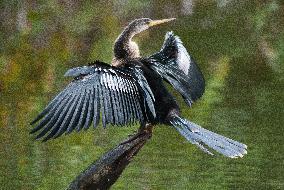 American Anhinga