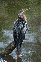 American Anhinga