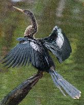 American Anhinga