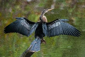 American Anhinga