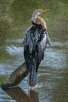 American Anhinga