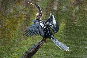 American Anhinga