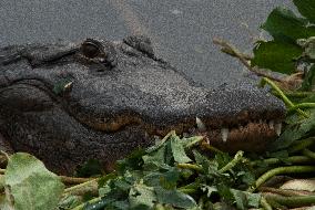 American Alligator