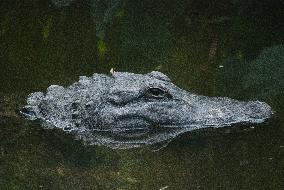 American Alligator