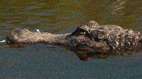 American Alligator