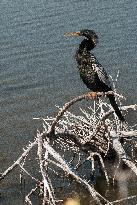 American Anhinga