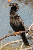 American Anhinga