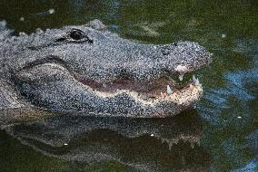 American Alligator