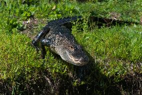 American Alligator