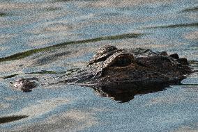 American Alligator