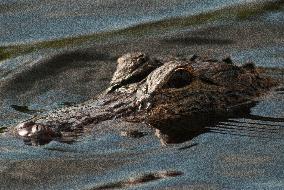 American Alligator