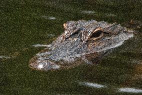 American Alligator