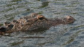 American Alligator