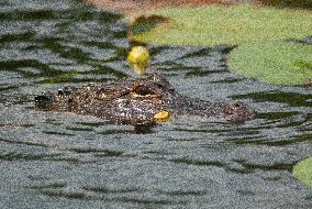 American Alligator