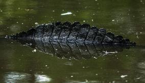 American Alligator