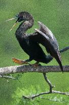 American Anhinga