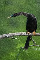 American Anhinga