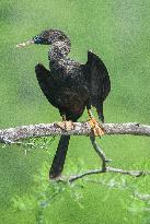 American Anhinga