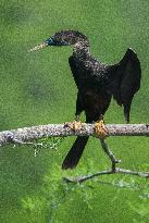 American Anhinga