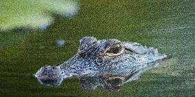 American Alligator