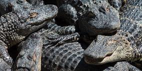 American Alligator