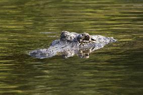 American Alligator