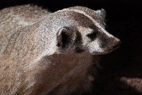 American Badger