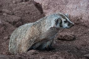 American Badger