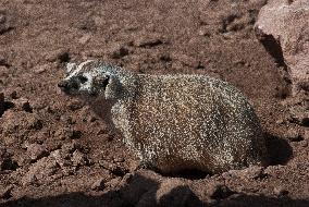 American Badger