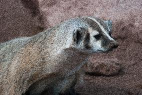 American Badger