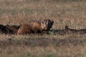 American Badger