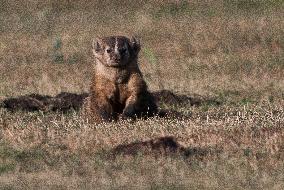 American Badger