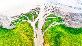 Poyang Lake Tree Shape Landscape