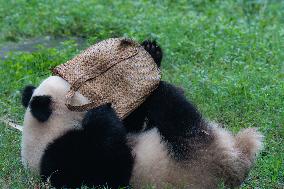 Giant Pandas Play at Chongqing Zoo