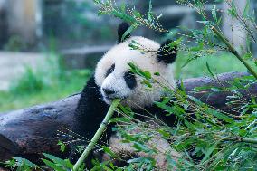 Giant Pandas Play at Chongqing Zoo