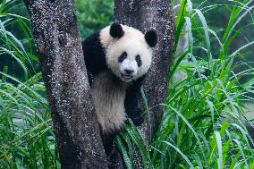 Giant Pandas Play at Chongqing Zoo