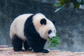 Giant Pandas Play at Chongqing Zoo