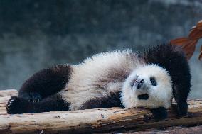 Giant Pandas Play at Chongqing Zoo