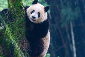 Giant Pandas Play at Chongqing Zoo