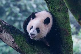 Giant Pandas Play at Chongqing Zoo