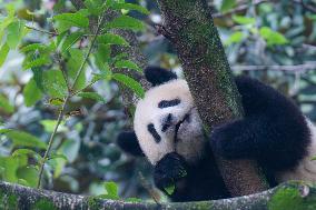 Giant Pandas Play at Chongqing Zoo