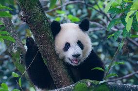 Giant Pandas Play at Chongqing Zoo