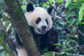 Giant Pandas Play at Chongqing Zoo