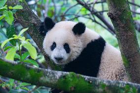 Giant Pandas Play at Chongqing Zoo