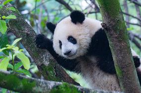 Giant Pandas Play at Chongqing Zoo