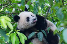 Giant Pandas Play at Chongqing Zoo