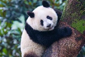 Giant Pandas Play at Chongqing Zoo