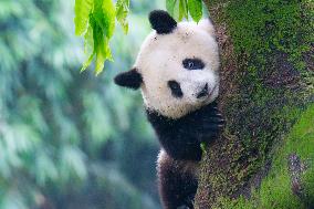 Giant Pandas Play at Chongqing Zoo