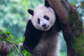 Giant Pandas Play at Chongqing Zoo