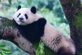 Giant Pandas Play at Chongqing Zoo